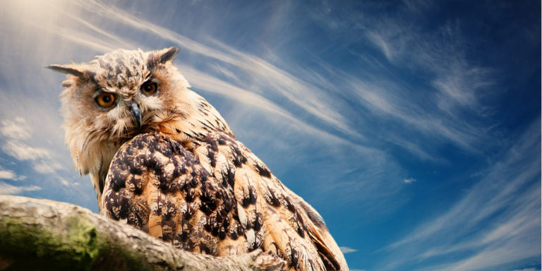 jak wybrać WordPress developera