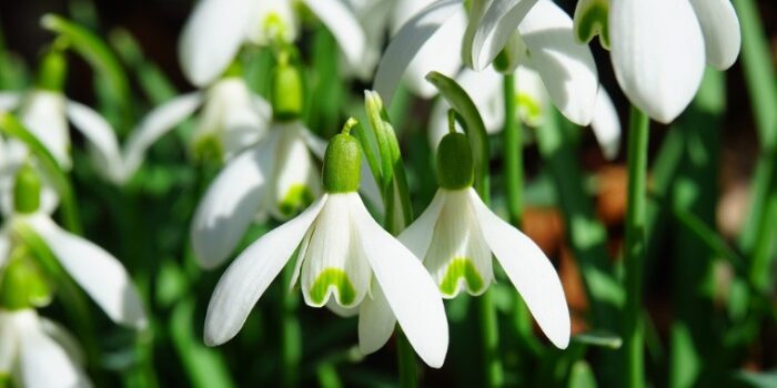 WordPress 5 gutenberg